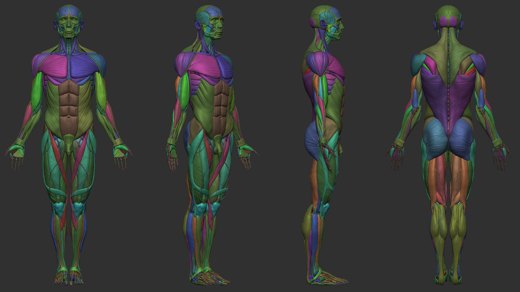 ArtStation - Human Ecorche - Model Muscles and Skeleton - 3D model ...