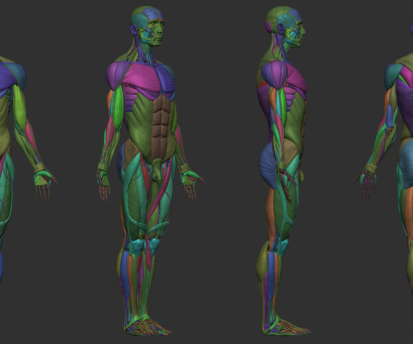 ArtStation - Human Ecorche - Model Muscles and Skeleton - 3D model ...