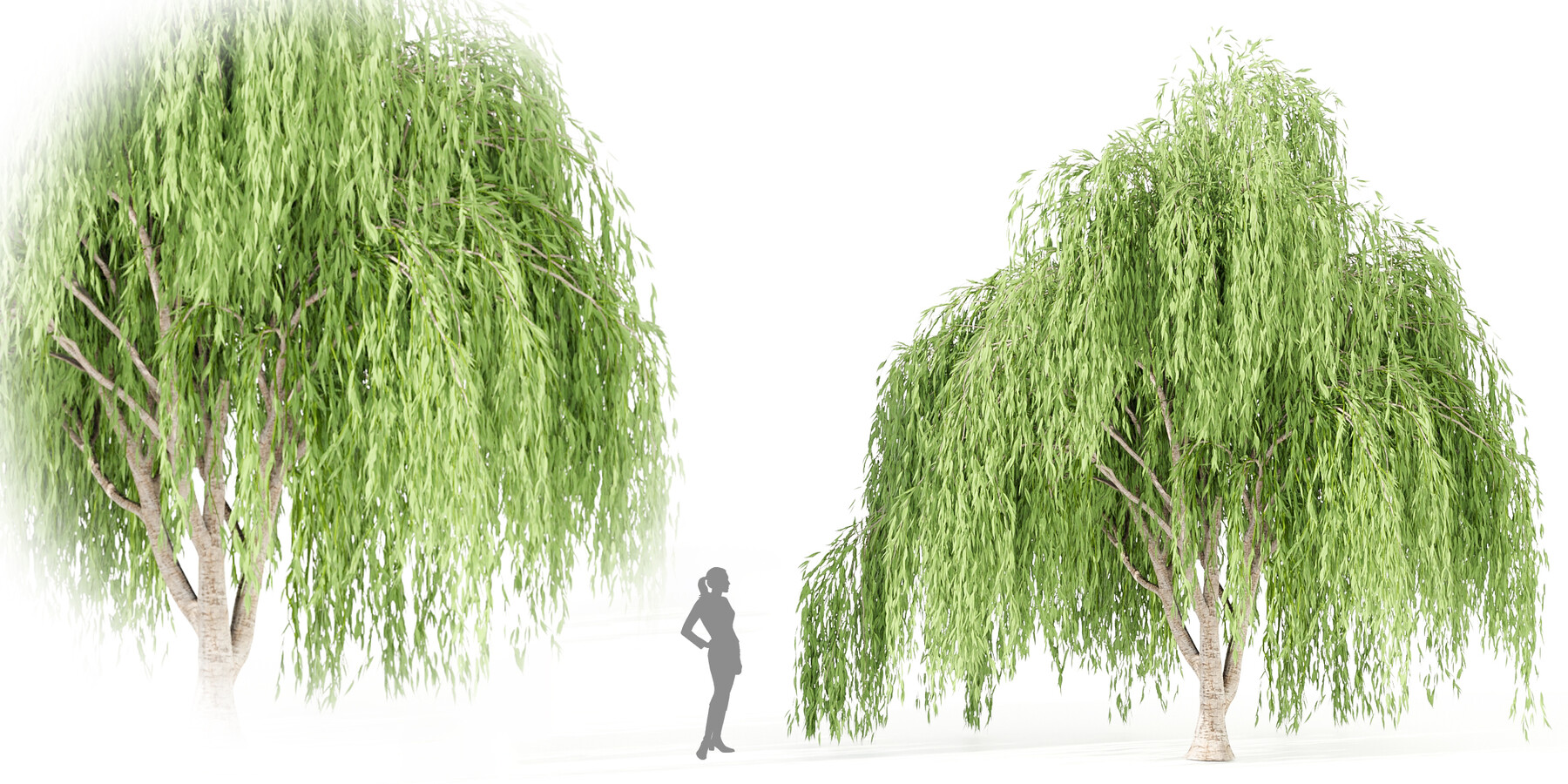 Artstation - Willow Trees Collection Vol 40-blender 