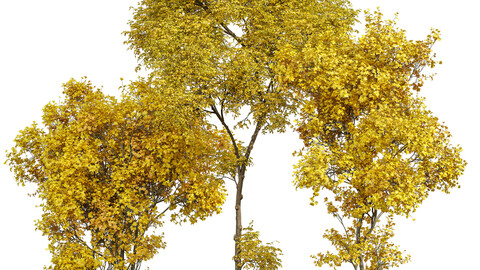 Acer Saccharinum Fall