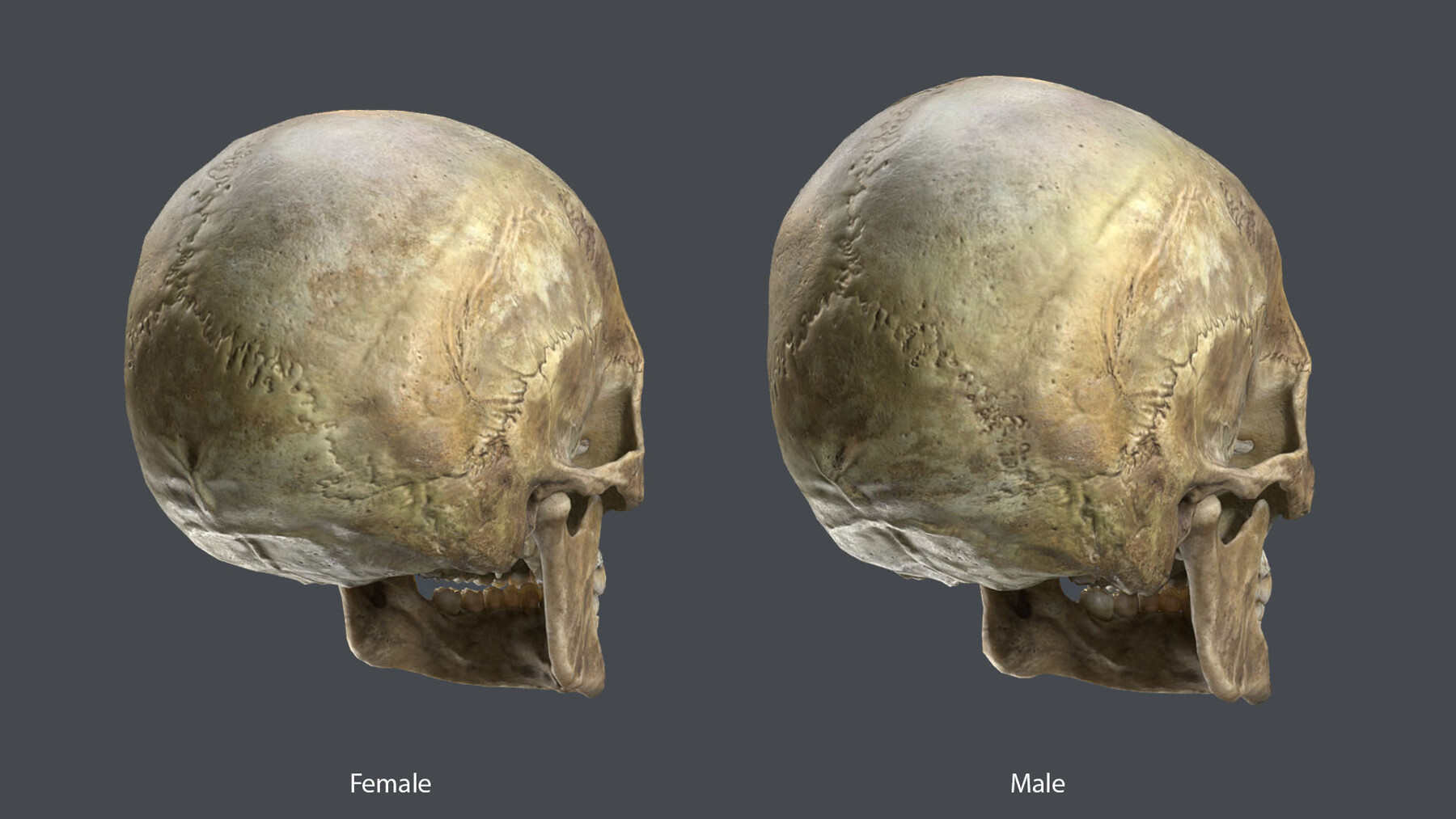 Difference between warrior skull and nerd skull. #attractive