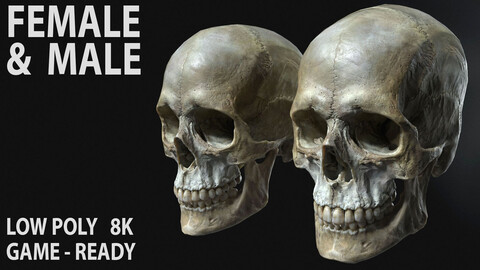 Game ready realistic male and female skull 8K- low poly