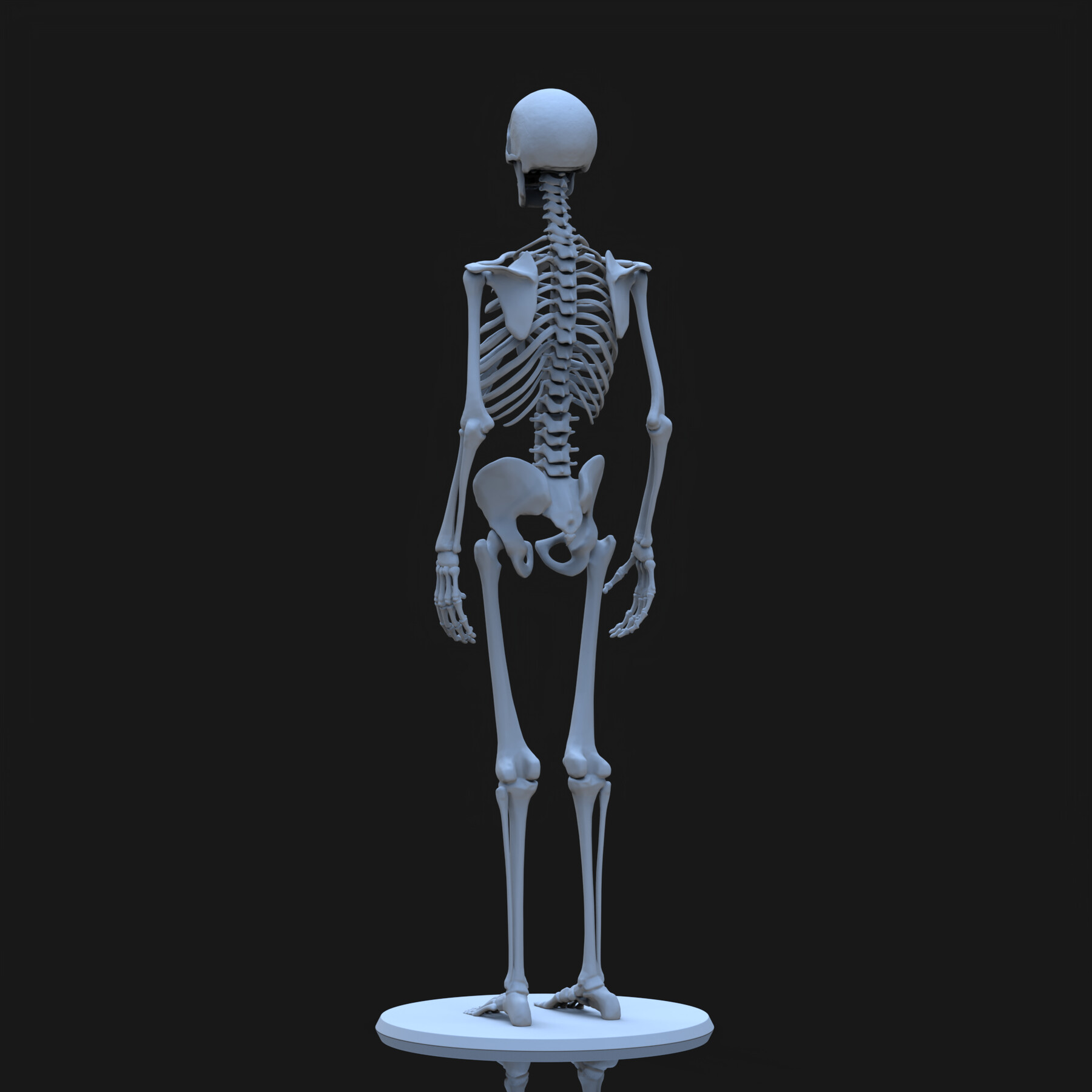 ArtStation - 3D Human Skeleton