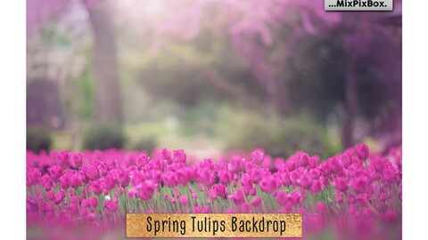 Spring Tulips Backdrop