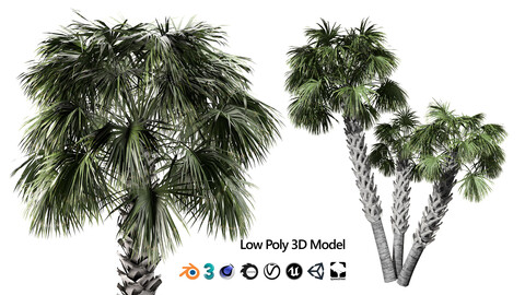 Sabal Palmetto Palm Tree 3D Models