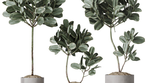 HQ HousePlants Rubber Ficus Elastica Abidjan Melany Set03