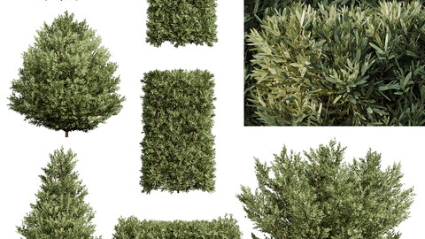 Montra Olive Bush-7 different bush