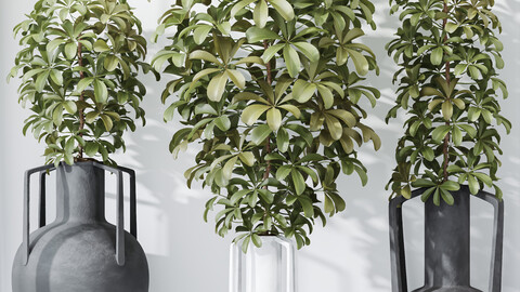 HQ HousePlants Schefflera Arboricola Umbrella Set04