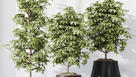 HQ HousePlants Schefflera Arboricola Umbrella Set03