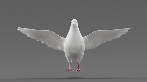 Columbidae White Dove Bird