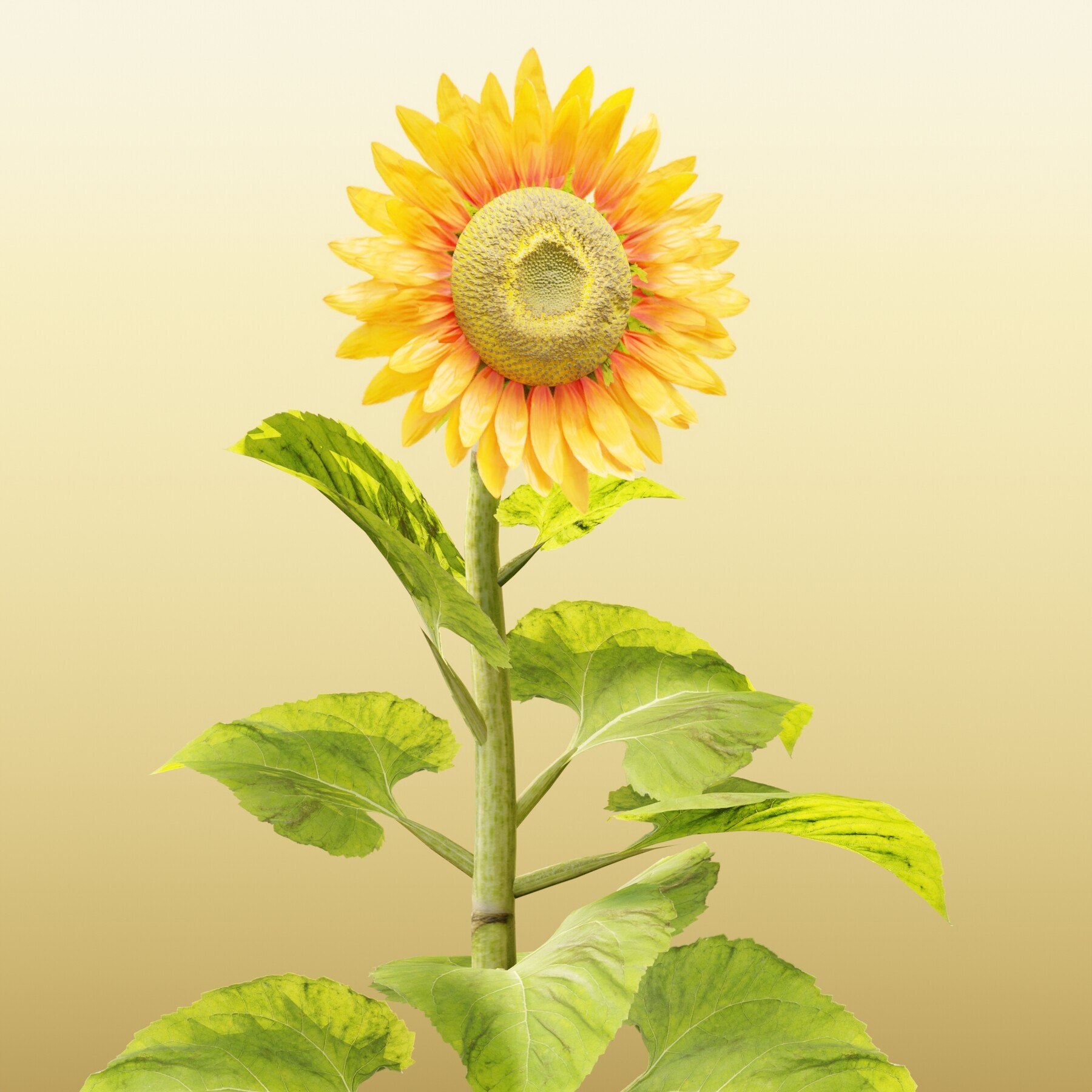 ArtStation - Sunflower (Plants vs zombies) (Blender3D)(Fan art)