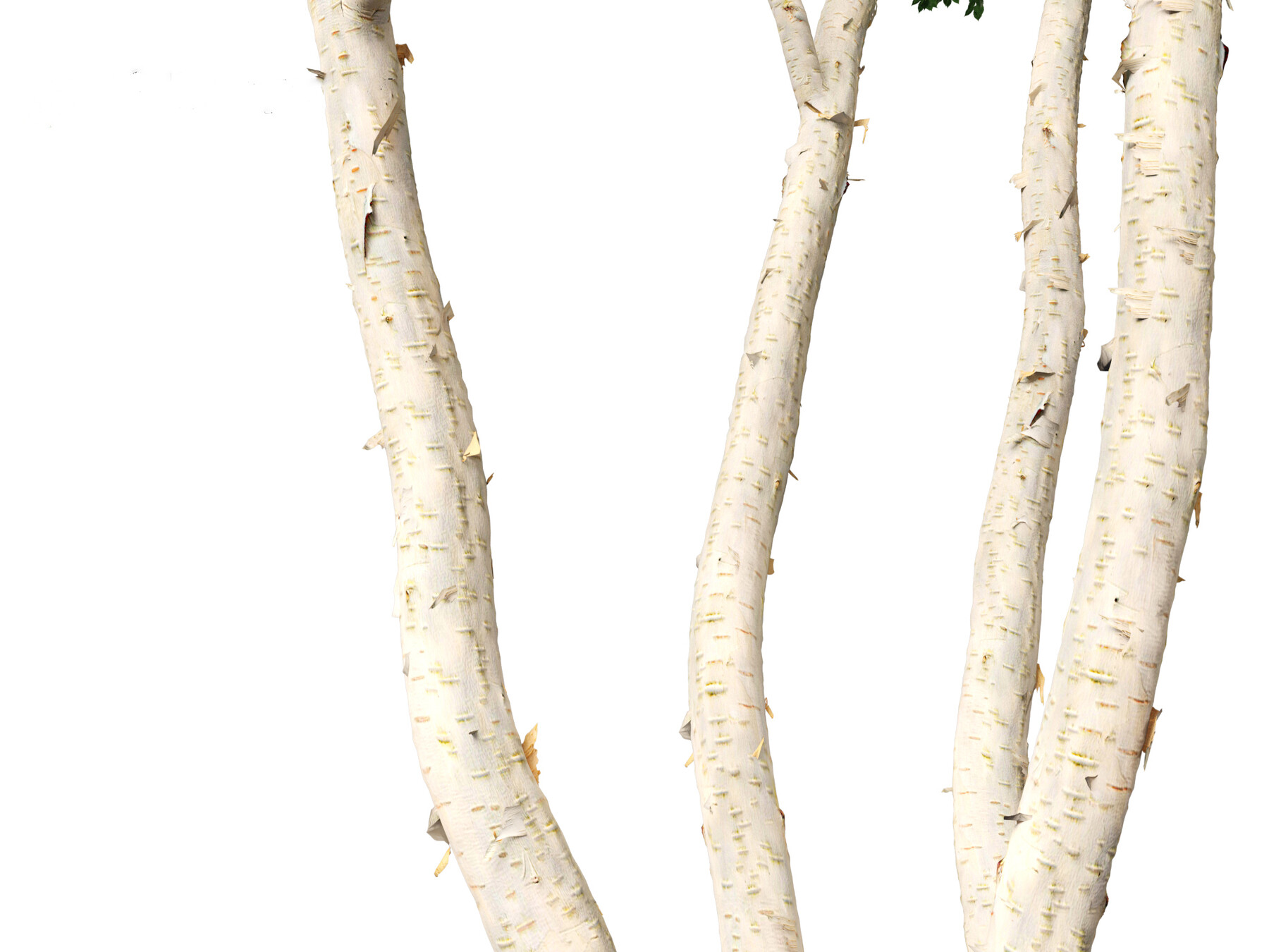 Himalayan Birch - 'Whitebarked