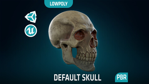 Human Skeleton Skull - Default - Lowpoly - Game Ready