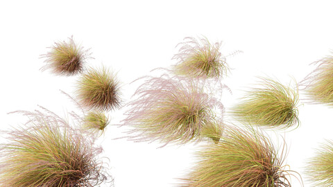 Anemanthele lessoniana – New zealand wind grass 02