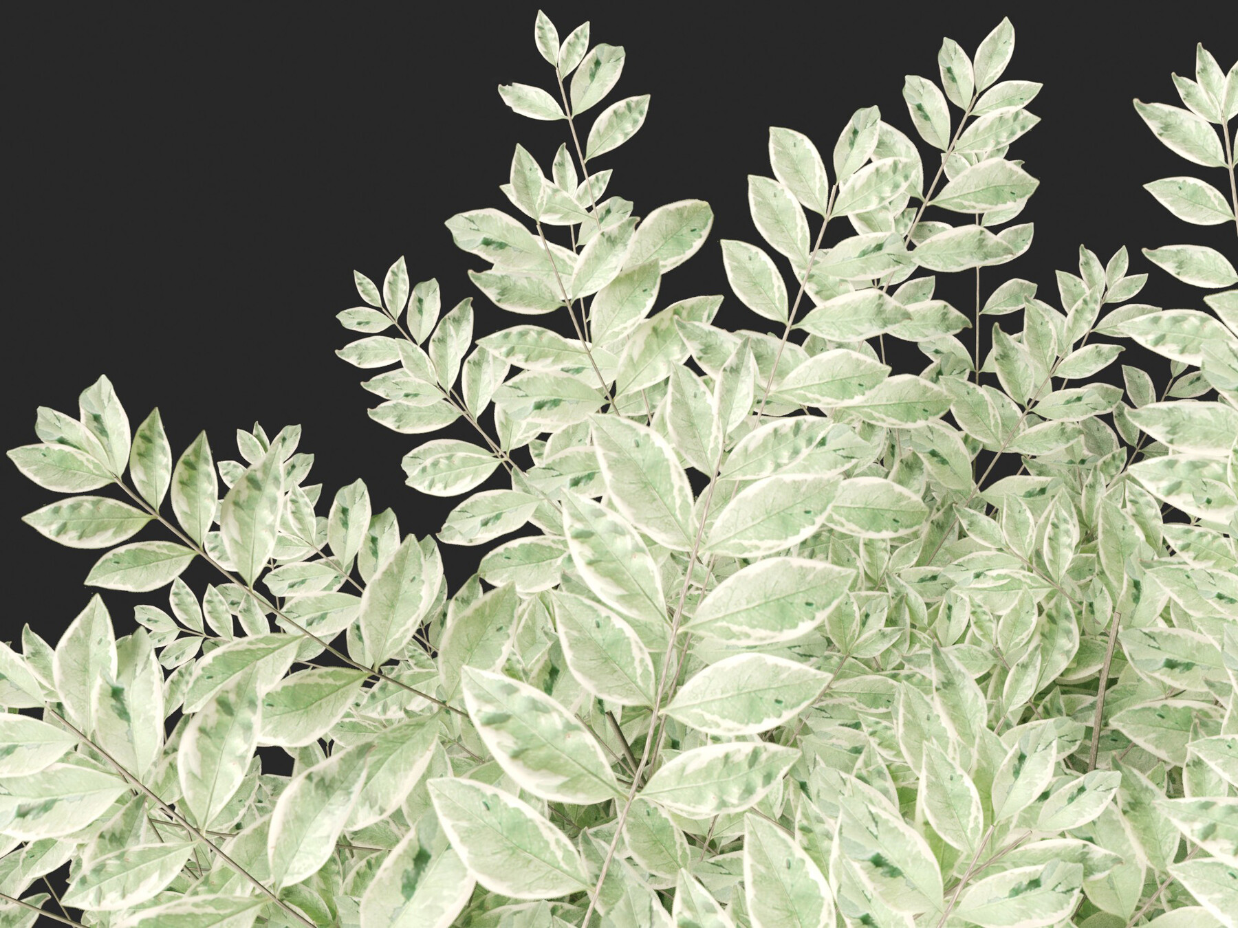 ArtStation - Ligustrum sinense Variegatum – Variegated Chinese Privet ...