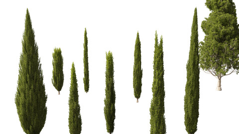 Cupressus sempervirens – Italian cypress