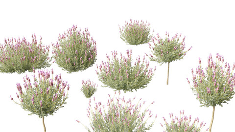 Lavandula stoechas – French lavender