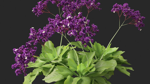 Limonium perezii – Sea lavender