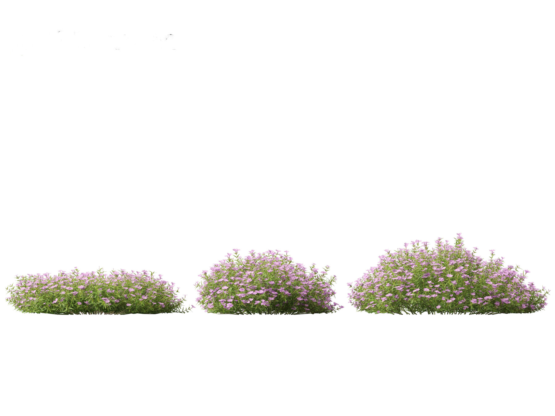 ArtStation - Phlox subulata – creeping phlox 01 | Resources