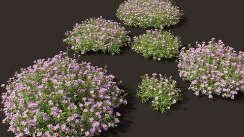 Phlox subulata – creeping phlox 01