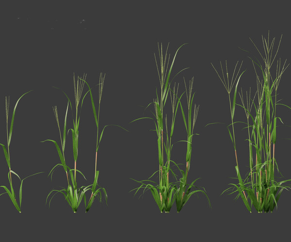 ArtStation - Digitaria ciliaris – Fingergrass | Resources