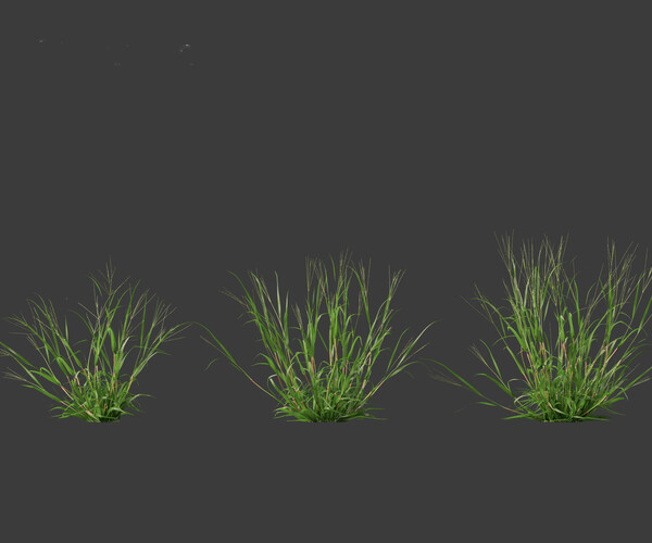 ArtStation - Digitaria ciliaris – Fingergrass | Resources