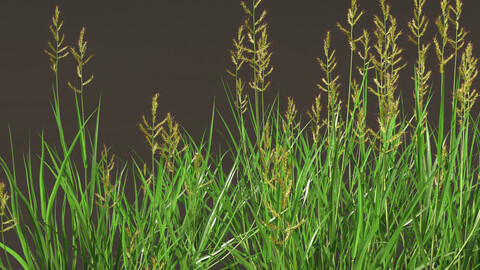 Echinochloa crusgalli – cockspur grass