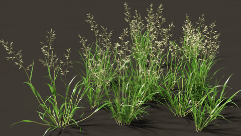 Eragrostis cilianensis – Stink Grass