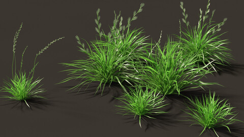 Lolium perenne – Perennial ryegrass