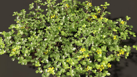 Oxalis corniculata – creeping woodsorrel