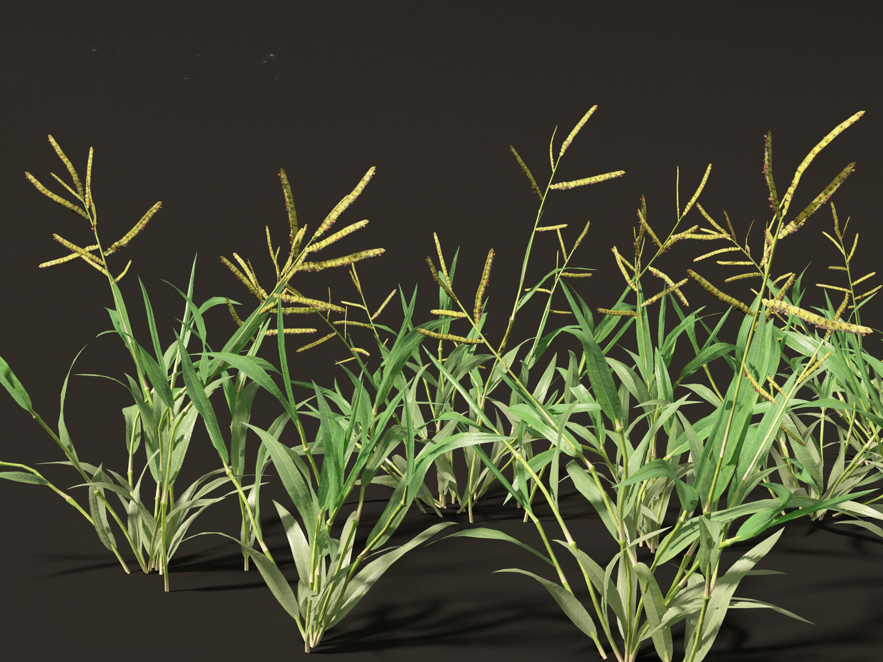 Artstation Paspalum Wettsteinii Broadleaf Paspalum Resources