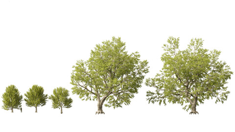 Fagus sylvatica – European beech 02