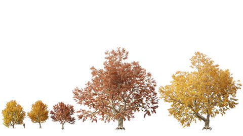 Fagus sylvatica – European beech 03