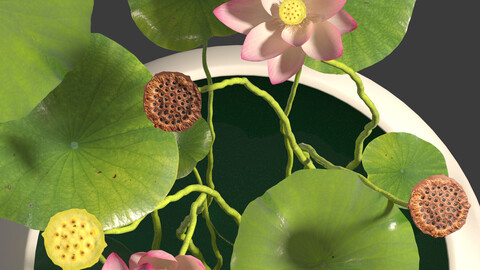 Nelumbo – sacred lotus 01