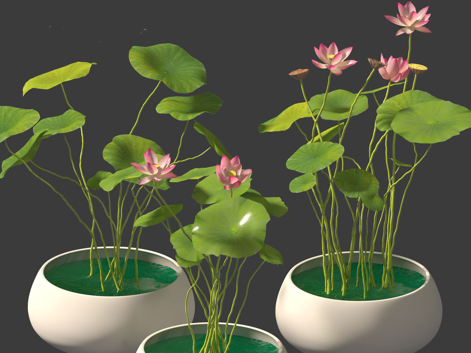 ArtStation - Nelumbo – sacred lotus 01