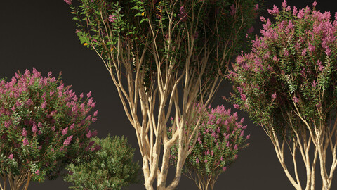 Lagerstroemia indica – Crepe Myrtle 02