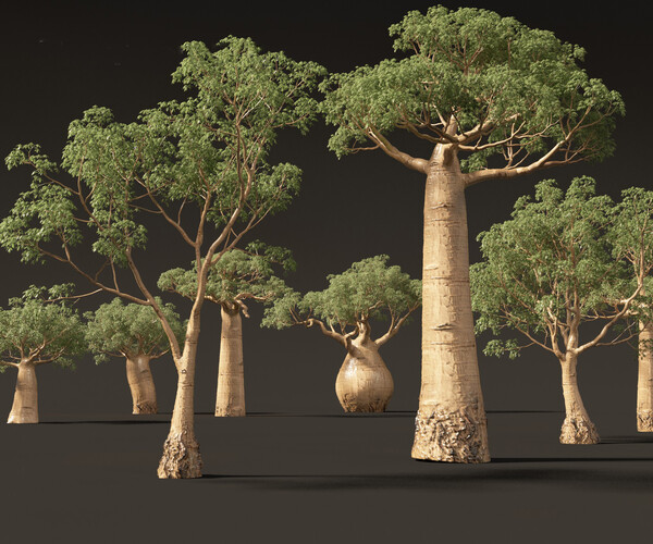 ArtStation - Adansonia digitata – Baobab 01-04 | Resources