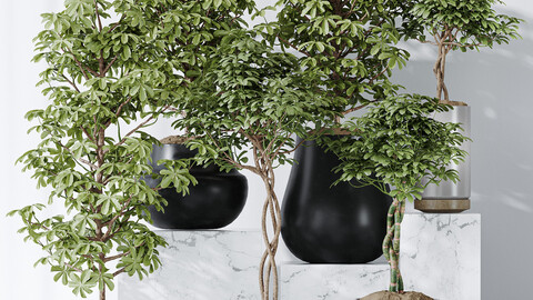 Schefflera Arboricola Umbrella Vase 20