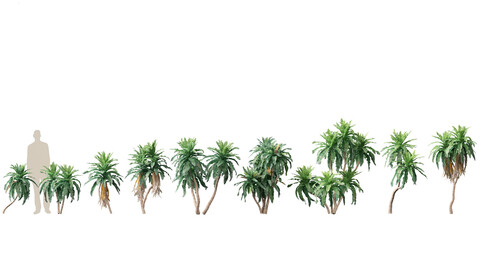 Dracaena aletriformis – the large-leaved dragon tree