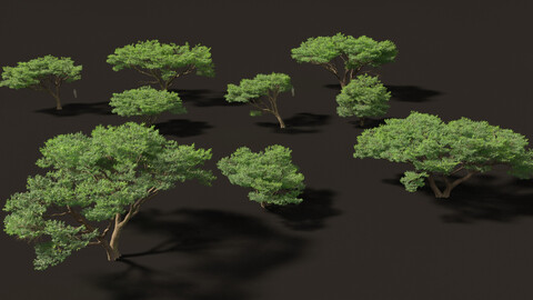 Vachellia Tortilis - Umbrella Thorn Acacia High Poly And Lod Lowpoly Included