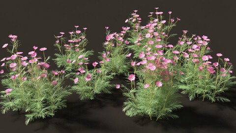 Cosmos bipinnatus – Garden Cosmos