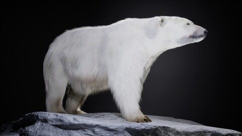 The Polar Bear - Unreal Engine