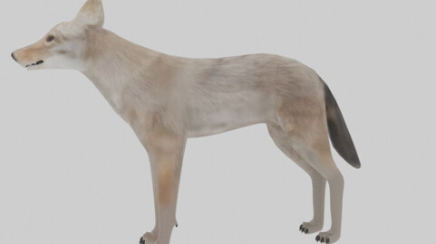 Game ready coyote model