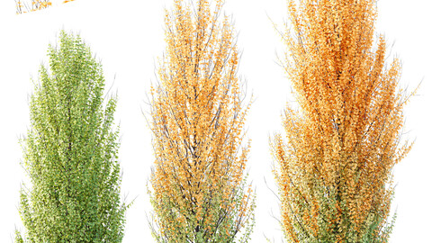 HQ Plants Acer X freemanii Freeman Maple Sapindaceae Set05