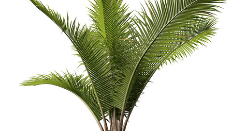 Beccariophoenix alfredii – High plateau coconut palm 01