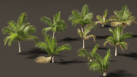 Beccariophoenix alfredii – High plateau coconut palm 03