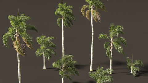 Syagrus sancona – Columbian Foxtail Palm 02