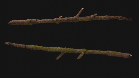 Mossy Rotten Branch