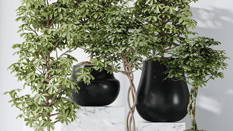 Schefflera Arboricola Umbrella SET 20