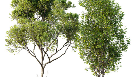 spring trees Acer Saccharinum and Acer Pseudoplatanus